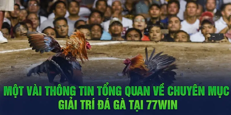 Tại sao nên chọn đá gà 77win?