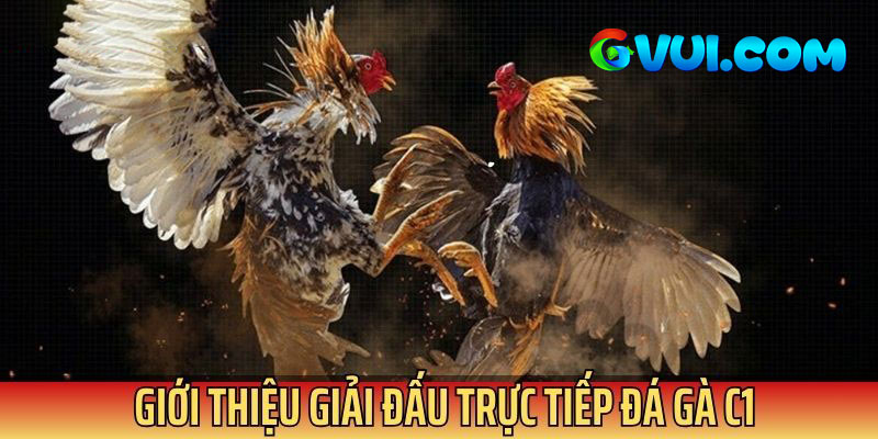 Trực tiếp đá gà C1 là giải đấu cực danh giá