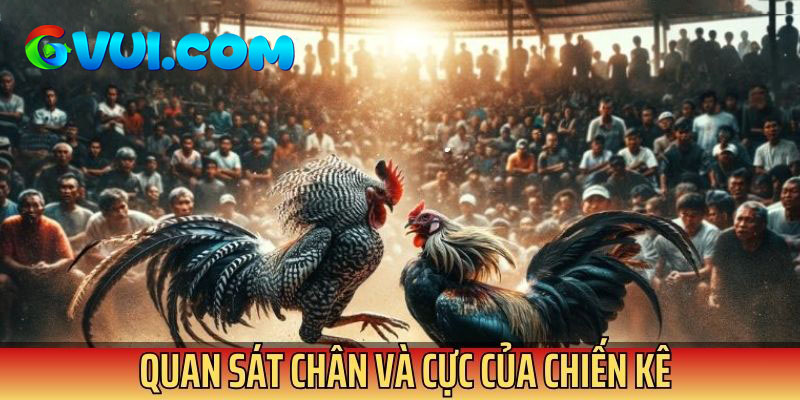 Quan sát chân và cựa của chiến kê